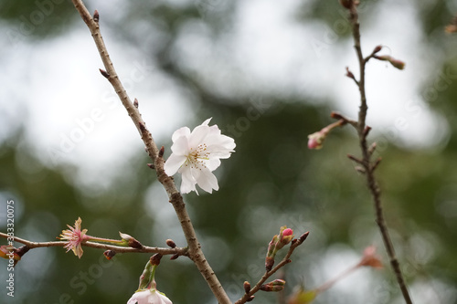 十月桜の花