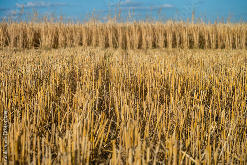 Rye stubble in the foreground during the harvest. Agricultural background with limited depth of field.