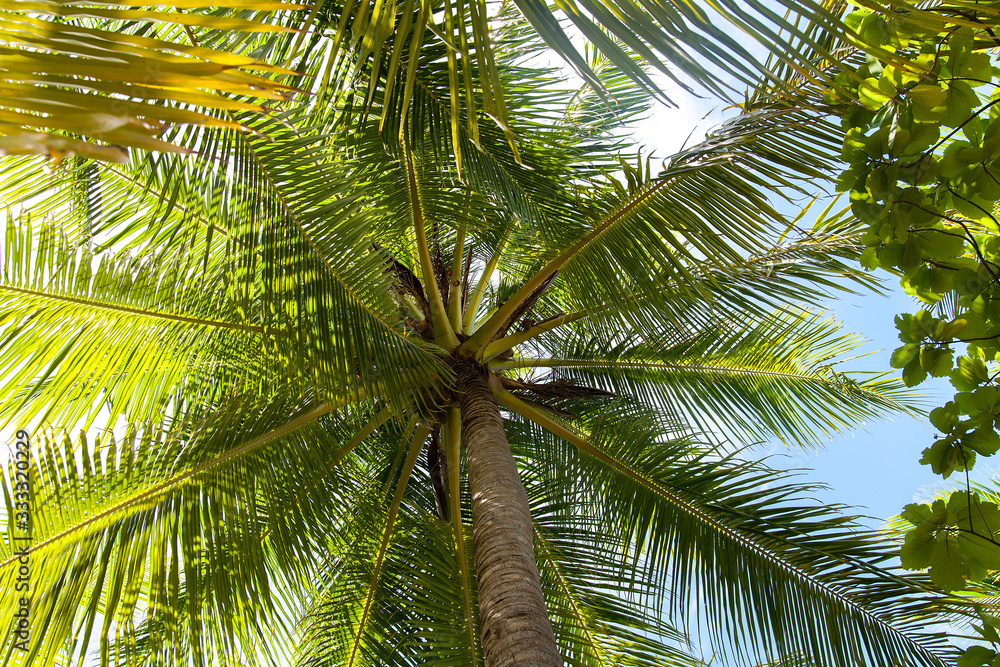 Fototapeta premium View high up into coconut palm tree