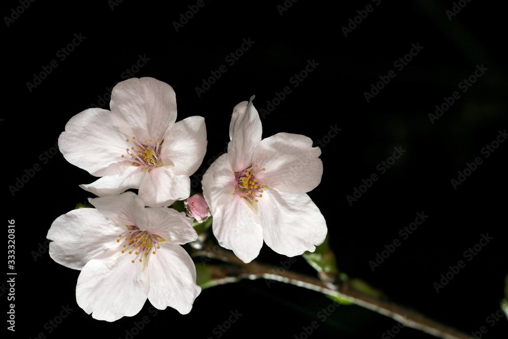Tokyo,Japan-March 27, 2020: Cherry blossoms in full bloom at dawn in Tokyo. Tokyo,Japan-March 27, 2020: Cherry blossoms in full bloom at dawn in Tokyo.