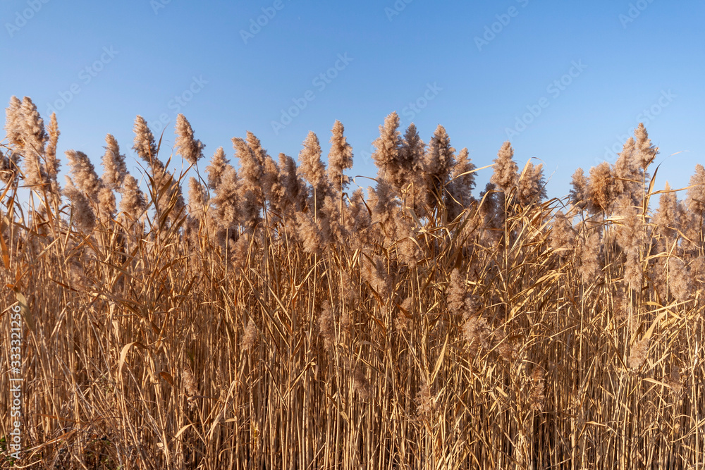 Reed grass, reed pipe in front of a blue sky Reed grass, reed pipe in front of a blue sky
