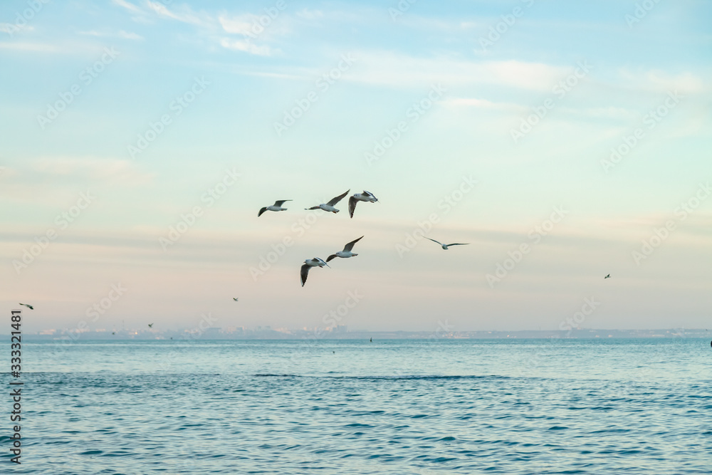 seagulls fly over the sea sunny weather