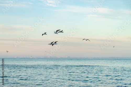 seagulls fly over the sea sunny weather