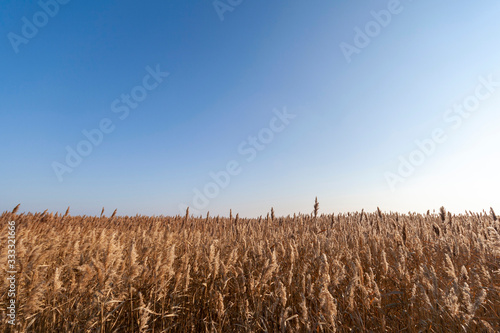 Reed grass, reed pipe in front of a blue sky