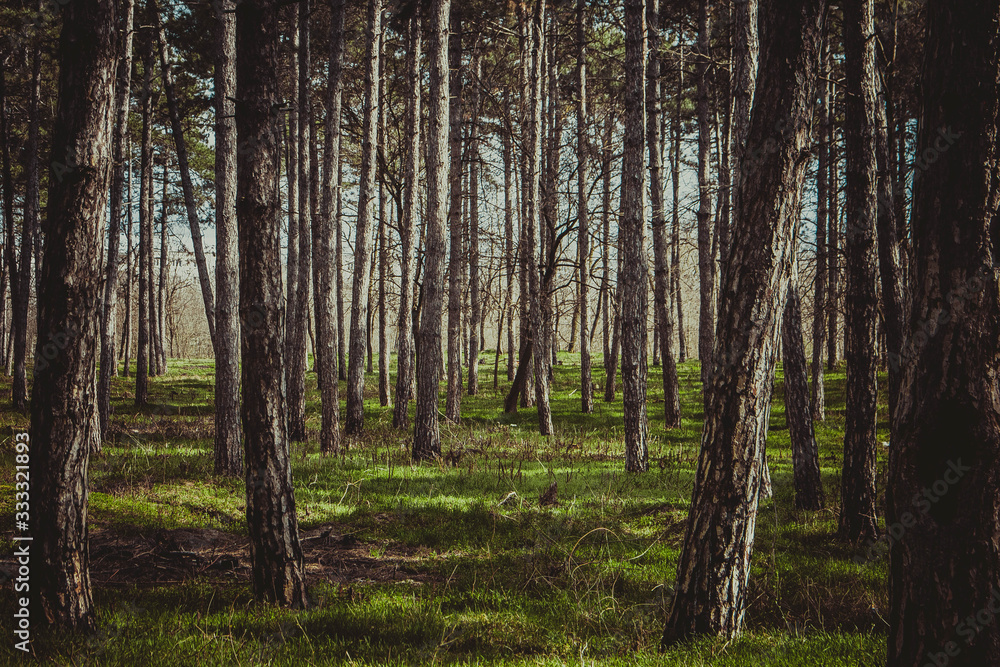 trees in forest trees in forest