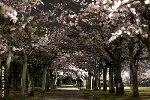 Tokyo Japan-March 27  2020  Row of cherry blossom trees in a park at dawn in Tokyo