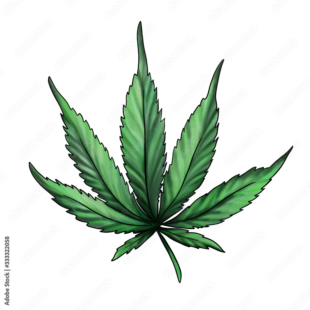 Fototapeta premium Hand-drawn green hemp leaf isolated on a white background. Watercolor illustration