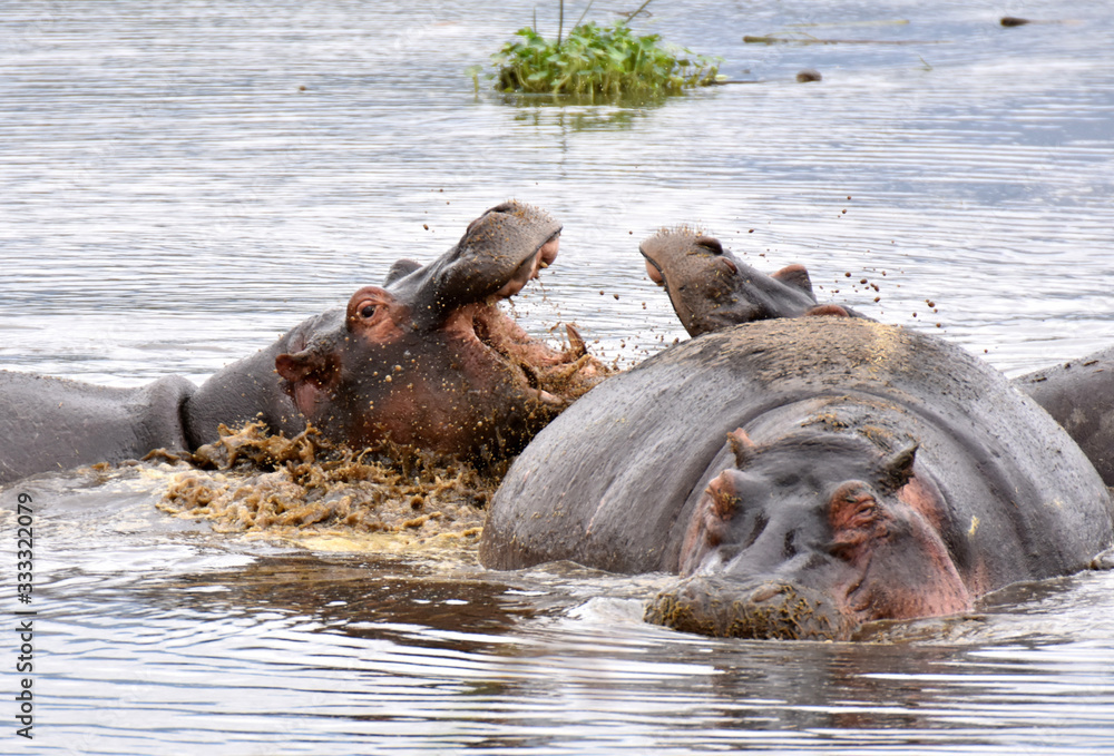Fototapeta premium Hippo opening mouth in Ngorongoro Conservation Area, Tanzania