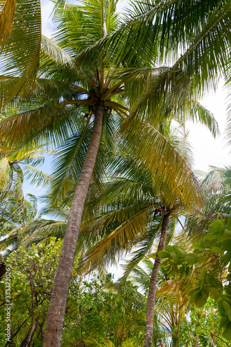 View high up into coconut palm tree