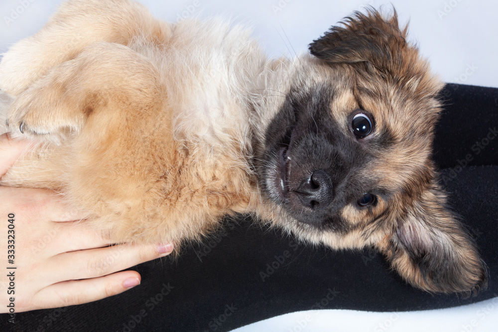 puppy golden retriever in the hands of the owner puppy golden retriever in the hands of the owner