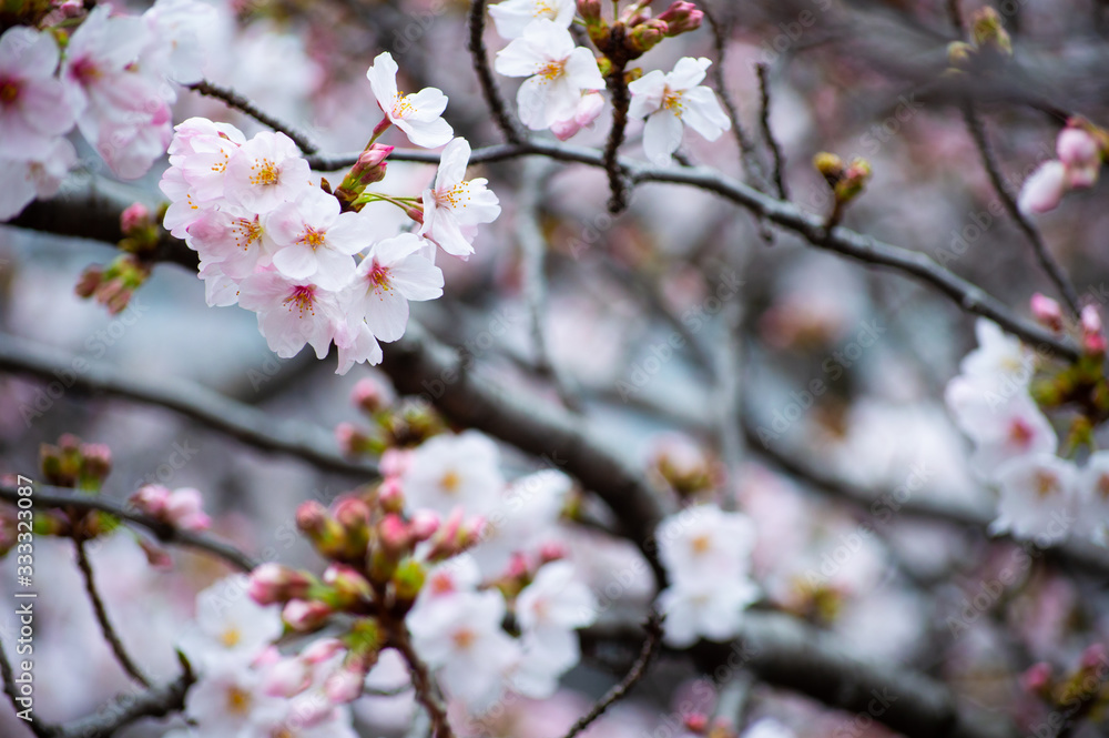 目黒川の桜