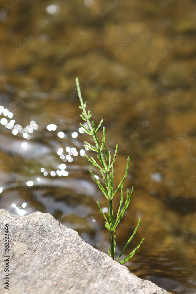 Beautiful Growing Leaves Photographs in Spring Beautiful Growing Leaves Photographs in Spring