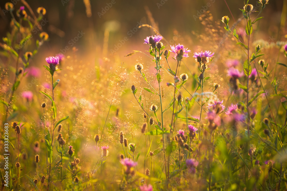 Field flowers in the meadow at sunset.