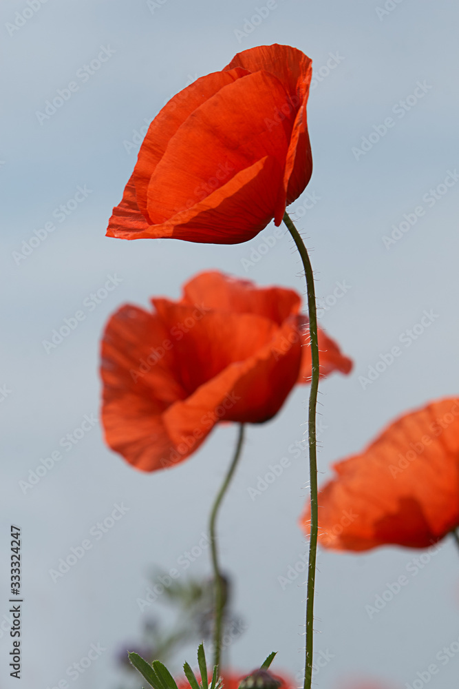 Obraz premium Beautiful poppy flowers in the meadow
