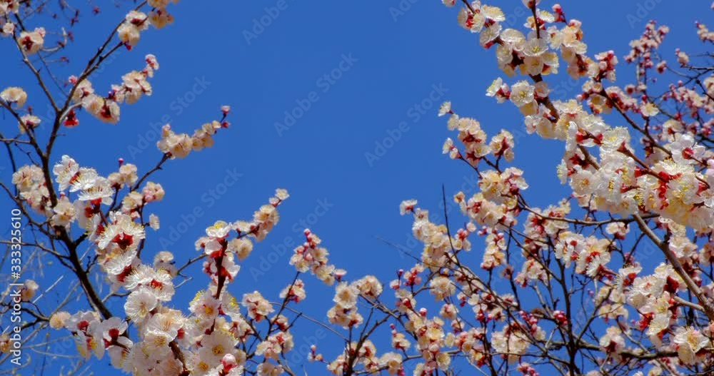 Branch with beautiful white Spring Apricot Flowers on Tree. Nature scene with flowering apricot on blossom background. Botanical bloom concept. Blooming backdrop Branch with beautiful white Spring Apricot Flowers on Tree. Nature scene with flowering apricot on blossom background. Botanical bloom concept. Blooming backdrop
