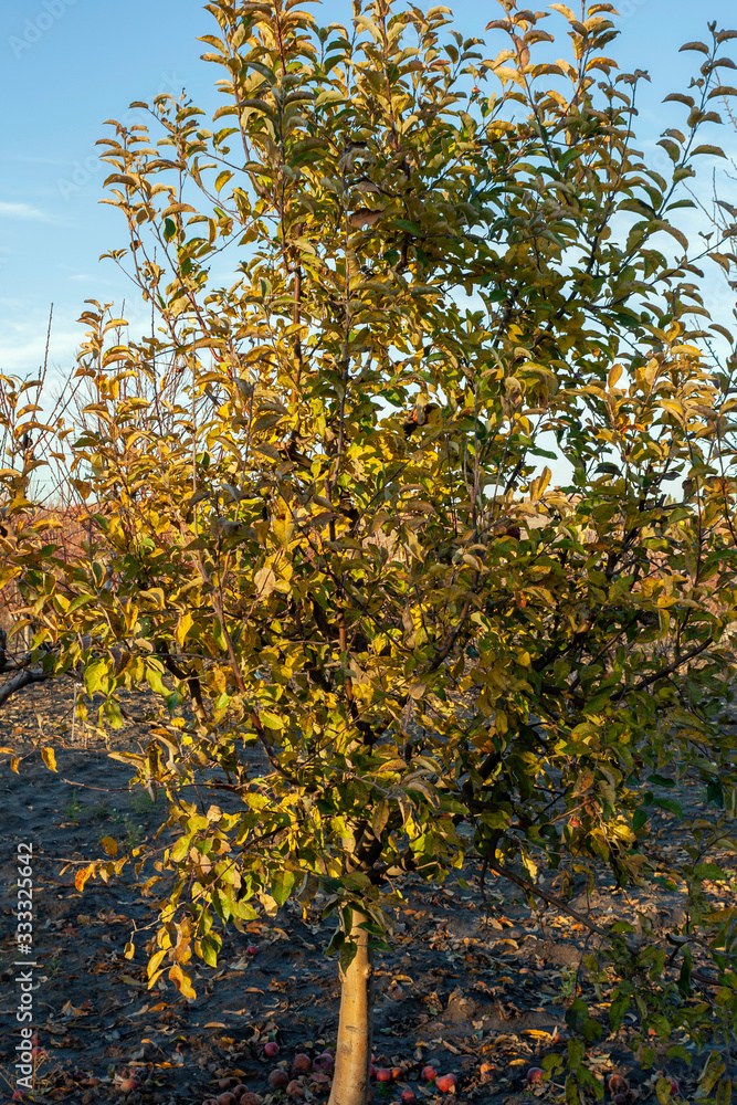 Yellow leaves on an autumn tree Yellow leaves on an autumn tree