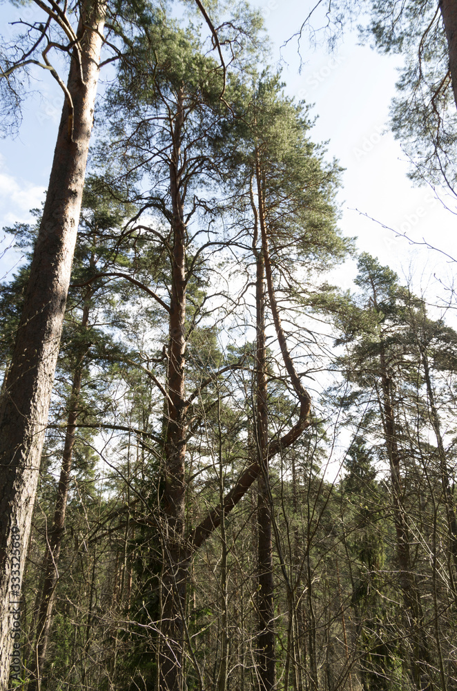 trees in forest trees in forest