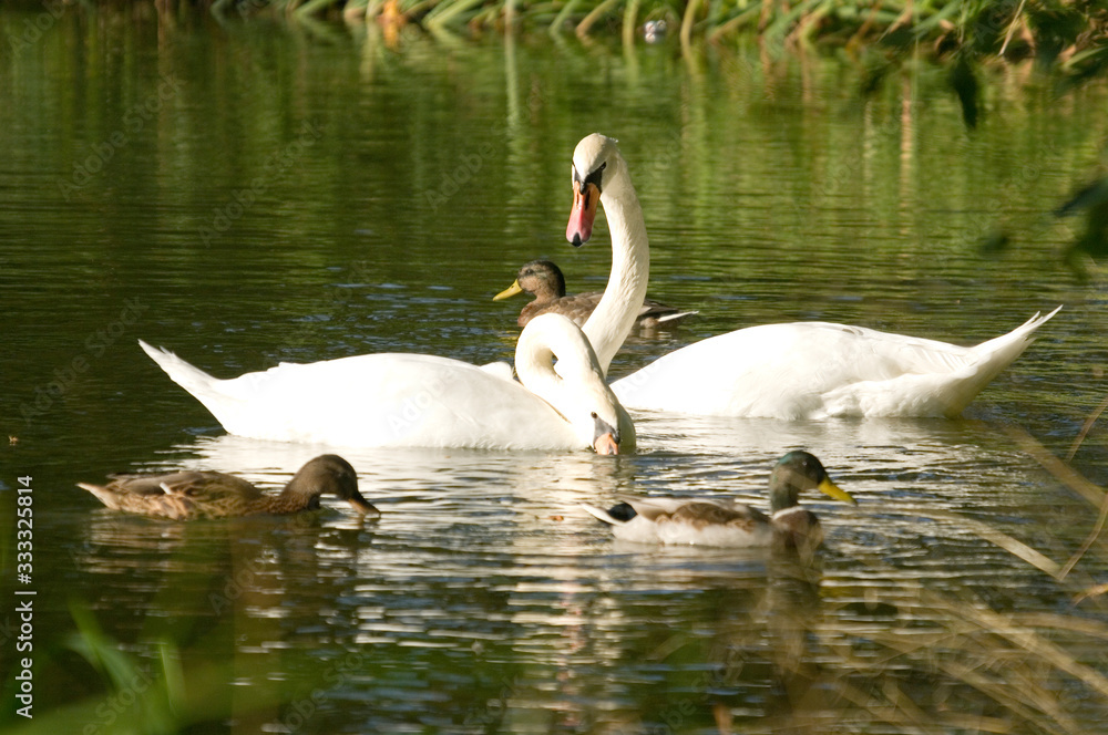 Fototapeta premium swan and cygnets