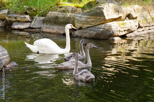 swan on lake
