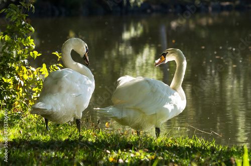 swans on the lake
