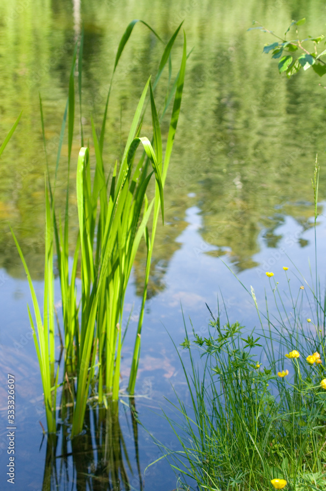 Fototapeta premium grass and water