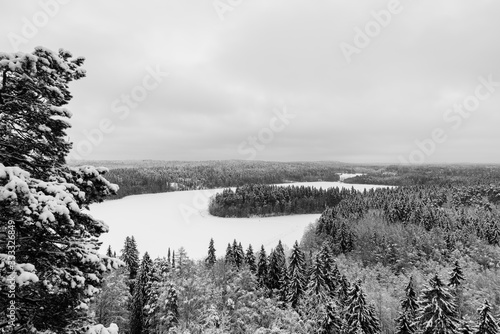 landscape with morning fog and trees in the winter