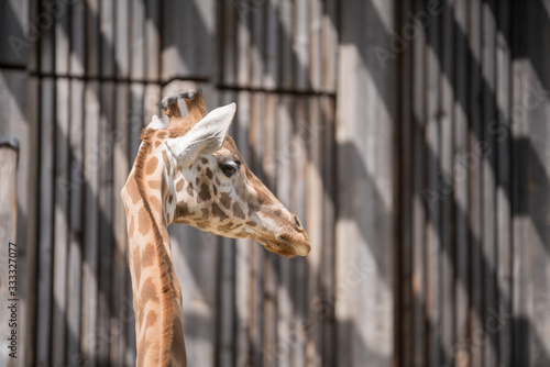 Canvas Print zoo tete d or