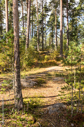Fototapeta Naklejka Na Ścianę i Meble -  path in forest