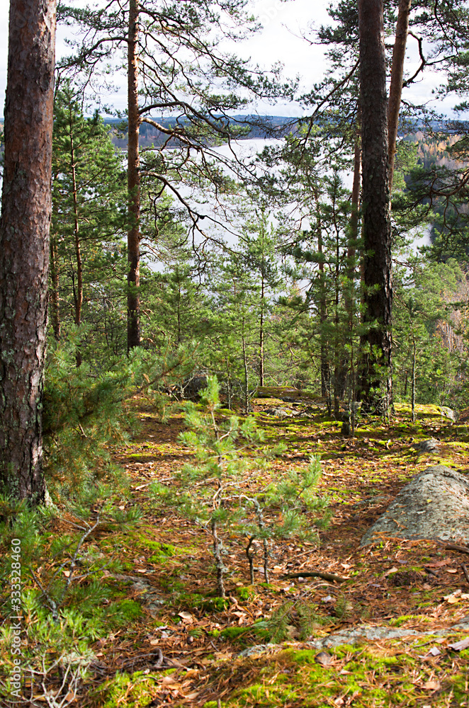 Fototapeta premium path in the forest