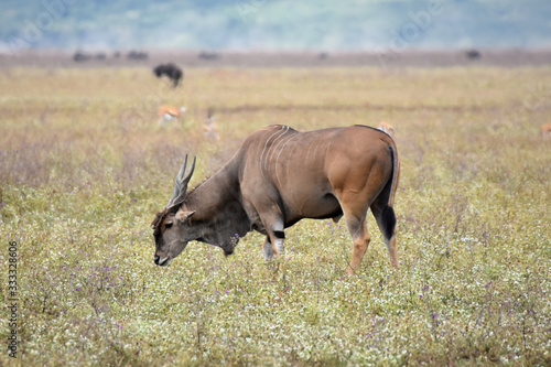 Greater kudu in Ngorongoro Conservation Area  Tanzania