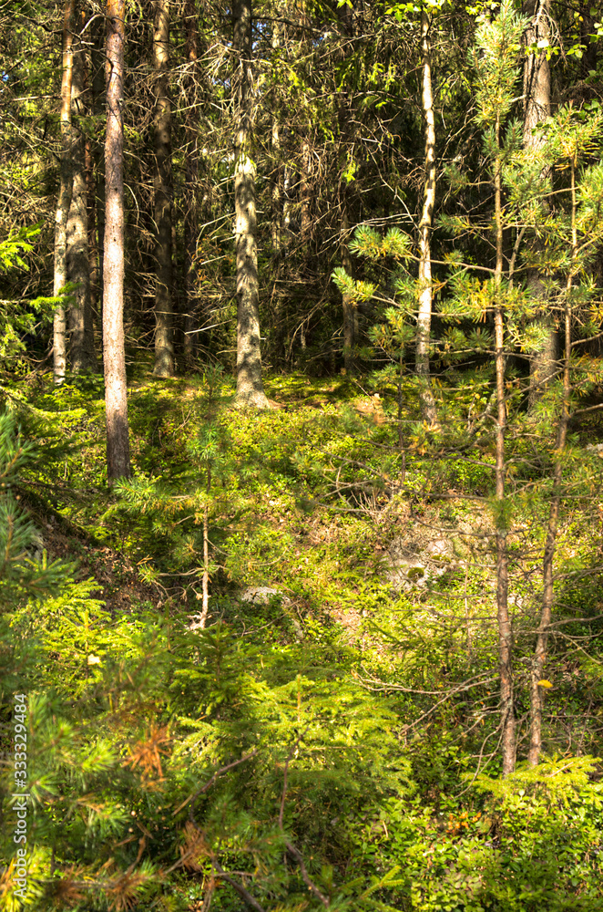 Fototapeta premium trees in the forest