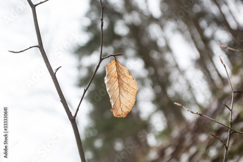 Autums leaves of birch. Still firm on the branch. Dry leaves. photo