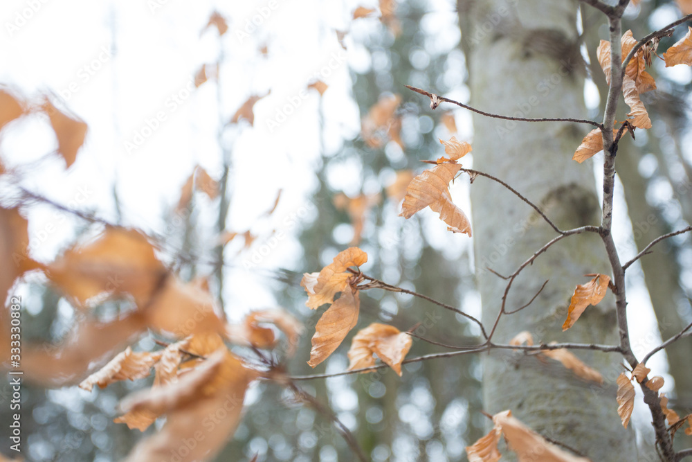 Autums leaves of birch. Still firm on the branch. Dry leaves.