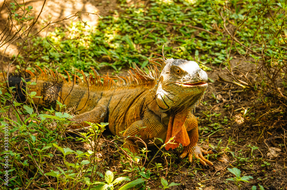 Male green iguana among the grass in Tortuguero Male green iguana among the grass in Tortuguero