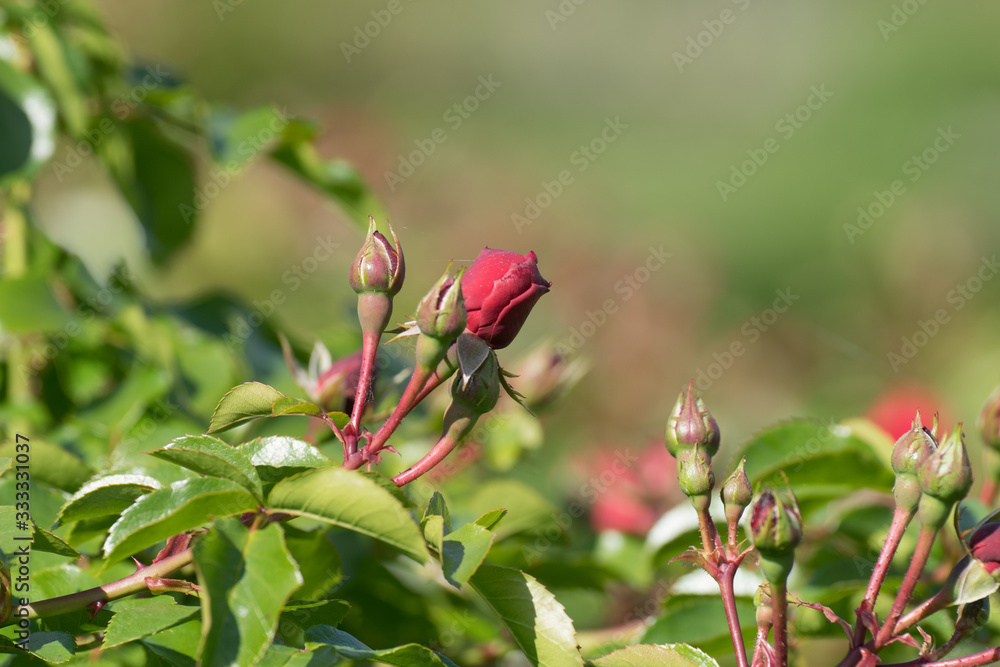 Obraz premium flowers