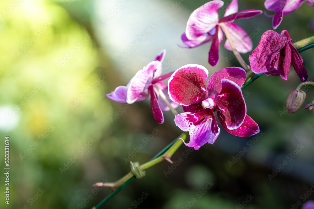 Obraz premium Beautiful blooming orchids in forest