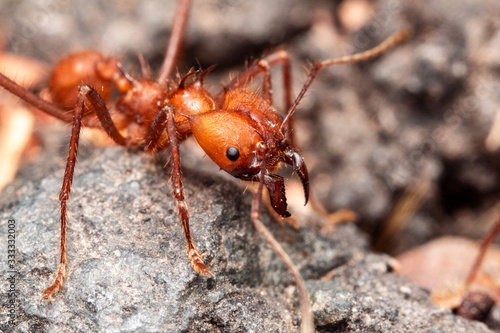 Macro orange ant walking in the streets