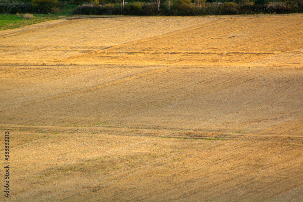 field of wheat field of wheat