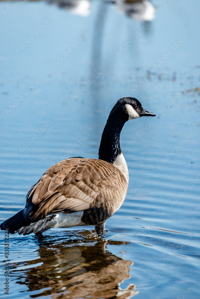 Springtime, geese looking for the food and trying to find a partner Springtime, geese looking for the food and trying to find a partner