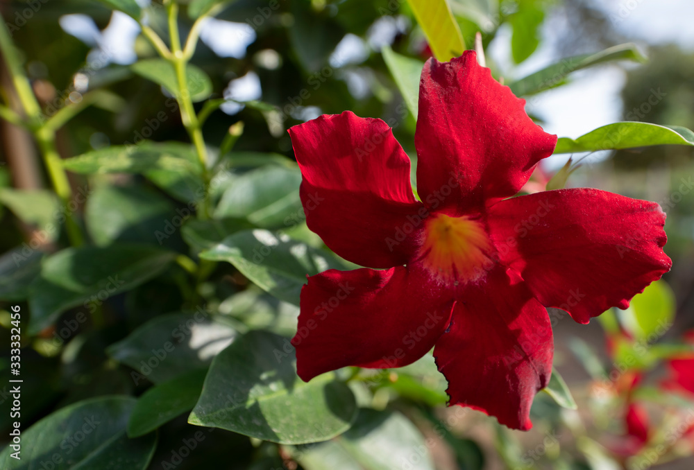 Dipladenia rot