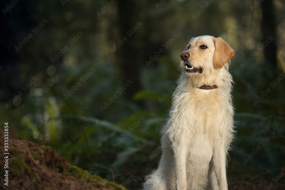 Beautiful yellow labrador retriever in the forest looking to the left with copy space on the side