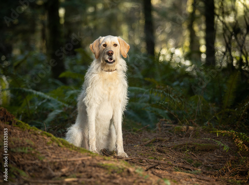 Large breed yellow labrador retriever dog sitting in the forest