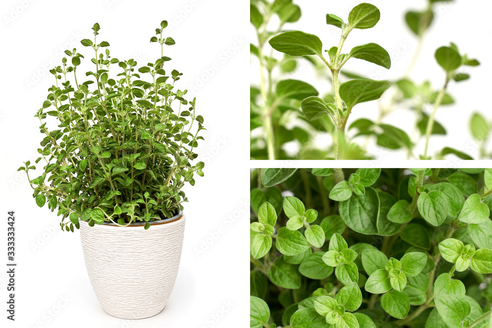 Εκτύπωση καμβά Collage oregano plant with green leaves growing on white background isolated