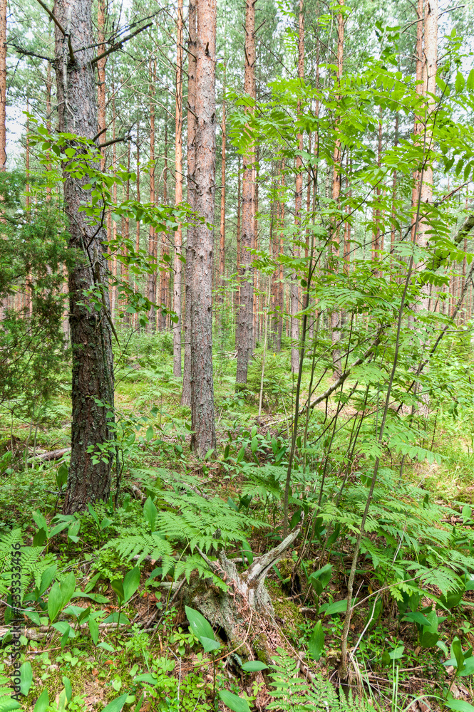 forest in spring forest in spring