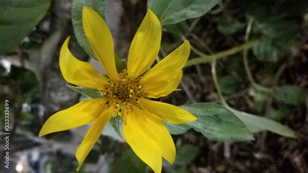Fototapeta premium yellow flower in the garden