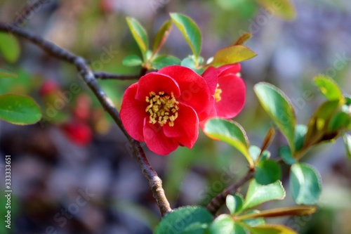 ボケの花 赤い 風景 杤木