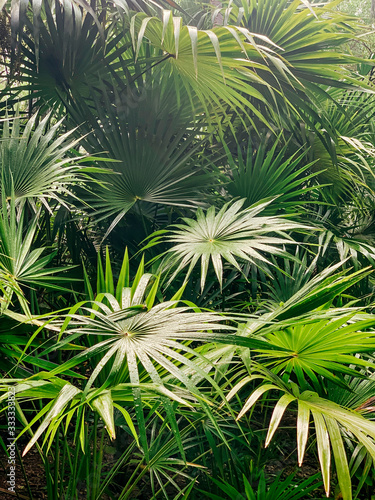 Lush plants in jungle with rain drops on leaves