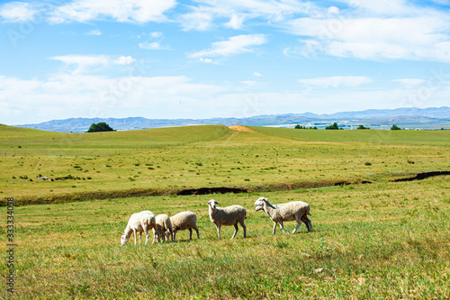  Sheep flock  is on the grassland © zhengzaishanchu