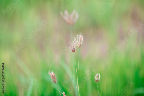 close up view of a green rice field And surrounded by various species of trees  seen in scenic spots or rural tourism routes  livelihoods for farmers