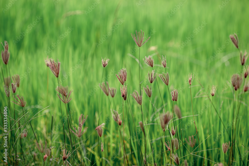 The abstract background of colorful flowers that grow naturally on the roadside or rice fields, are beautiful along the lines, seen at viewpoints or various tourist attractions. The abstract background of colorful flowers that grow naturally on the roadside or rice fields, are beautiful along the lines, seen at viewpoints or various tourist attractions.